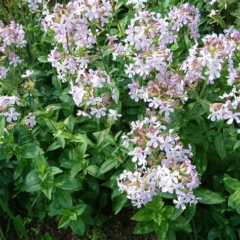 Saponaria officinalis (Soapwort) .
